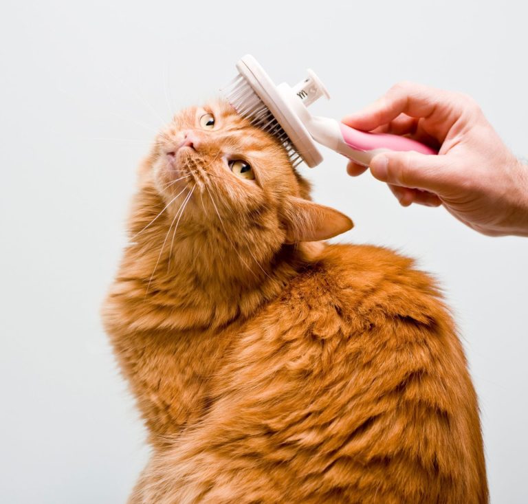 Katzen Hygienische Pflege: Waschen, Trocknen, Bürsten, Krallenpflege, Ohrenpflege