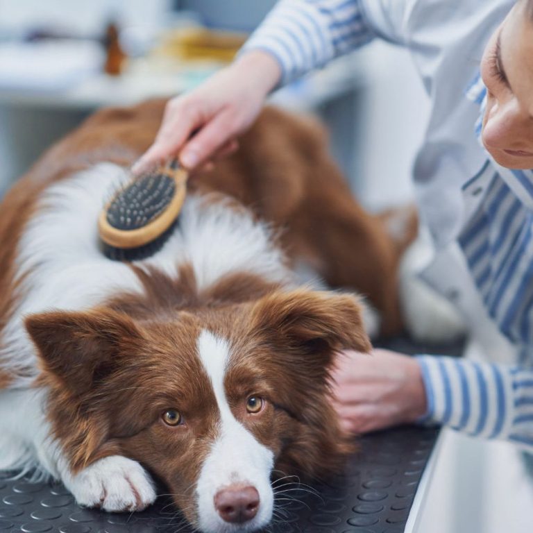 Hygienische Pflege: Waschen, Trocknen, Bürsten, Krallenpflege, Ohrenpflege