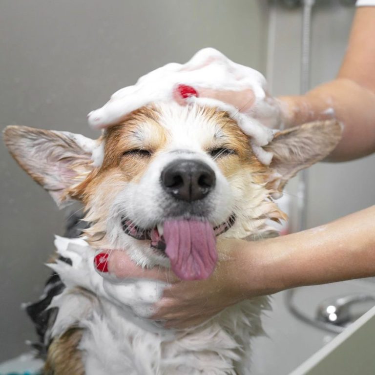 Komplettpflege, Waschen, Trocknen, Bürsten, Schneiden, Scheren, Effilieren, Maschinenschnitt, Krallenpflege, Ohrenpflege