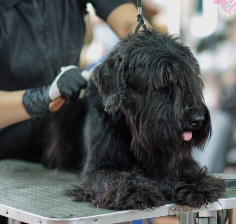 Trimmen/Handstripping: Waschen, Trocknen, Bürsten, Trimmen, Handstripping, Maschinenschnitt, Schneiden, Scheren, Effilieren, Krallenpflege, Ohrenpflege